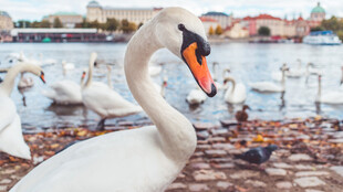 岸边优雅天鹅与群鸟共栖