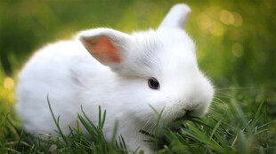 草地上的可爱小白兔