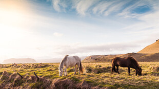 草原上的两匹马在吃草
