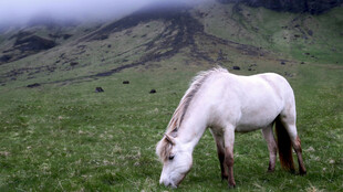 草原上的白马低头吃草