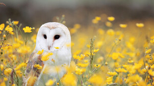 田野中的雪白猫头鹰
