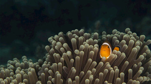 小丑鱼藏身海葵中