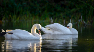 湖面上优雅的天鹅
