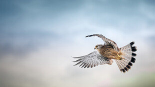 翱翔蓝天的矫健猎鹰