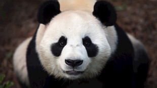 憨态可掬的大熊猫