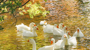 秋日池塘白鹅嬉戏图