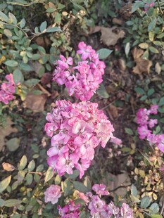 绽放的粉色花卉