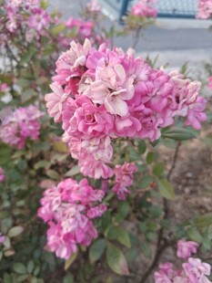 娇艳粉色月季花绽放