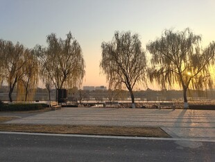 夕阳下的树木与开阔场地