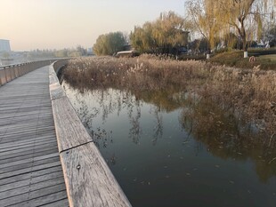 湖畔木栈道的静谧风光