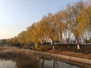 秋日河畔垂柳美景