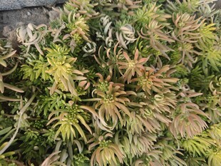 多彩斑斓的植物景观