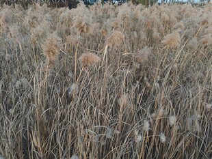 秋日芦苇荡美景