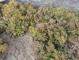 地面丛生的绿色多肉植物