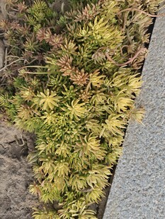 路边多彩丛生植物