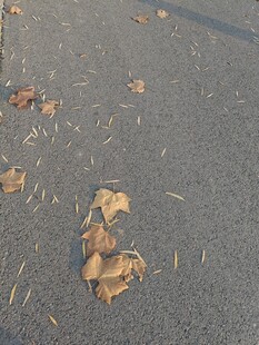 路面落叶与细雨景象