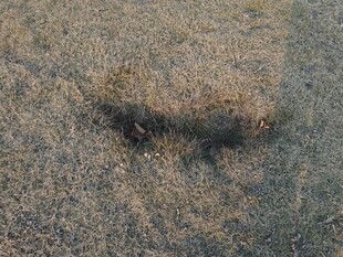 地面上的神秘黑色痕迹