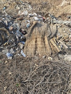 树桩旁杂乱的枯枝与垃圾