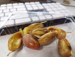 新鲜的菠萝蜜种子