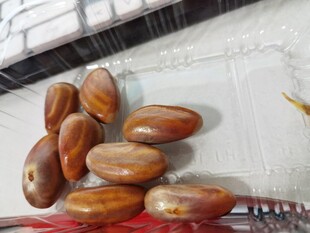 一堆色泽诱人的棕色种子