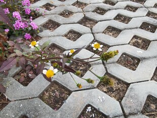 石缝间绽放的小花