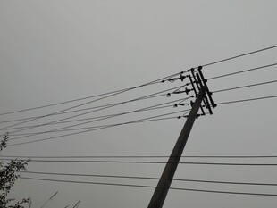 电线杆上的电线