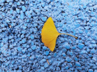 蓝色背景上的一片黄叶