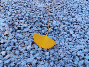 蓝石上的独片金黄秋叶