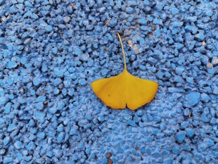银杏叶静置于蓝色碎石上