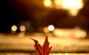 夕阳下的独片红枫叶