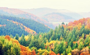 秋日山林斑斓美景