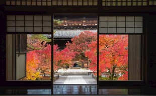 日式庭院红叶景致