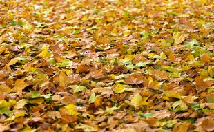 秋日落叶铺满地面的美景