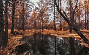 秋日林间静谧水塘