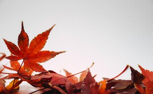 秋日红枫叶特写