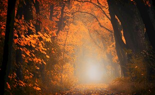 秋日林间光影梦幻景象