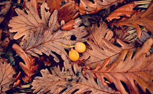 秋叶间的黄色果实