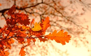 秋日红橡树叶特写