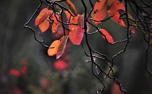 红枫叶枝特写