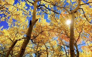 秋日林间阳光斑驳美景