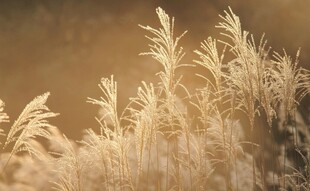 阳光下的芦苇草