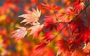 秋日红枫叶特写