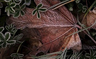枯叶与绿植的自然景象