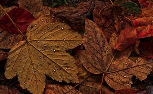 秋日斑斓枫叶特写