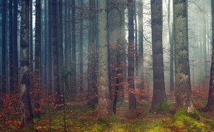 秋日迷雾森林美景