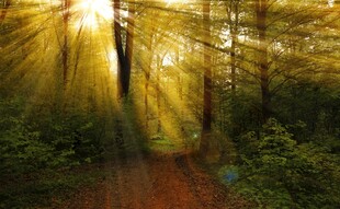 林间阳光洒落的静谧小径