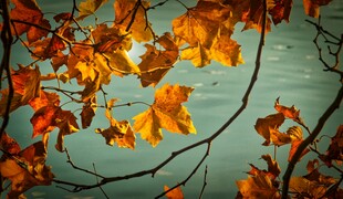 秋叶飘零于蓝绿色背景