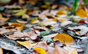 落叶铺地的秋日景致