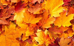 秋日斑斓枫叶特写