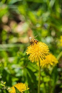 蜜蜂停留在黄色蒲公英上
